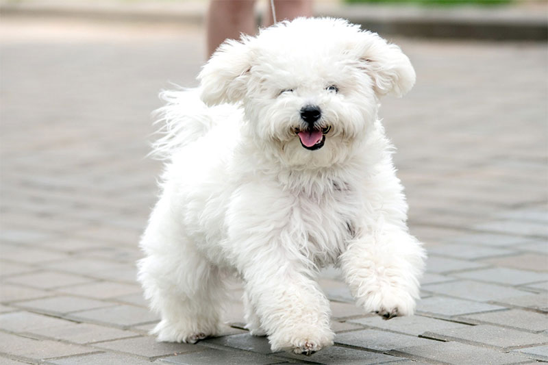 Bichon Frise