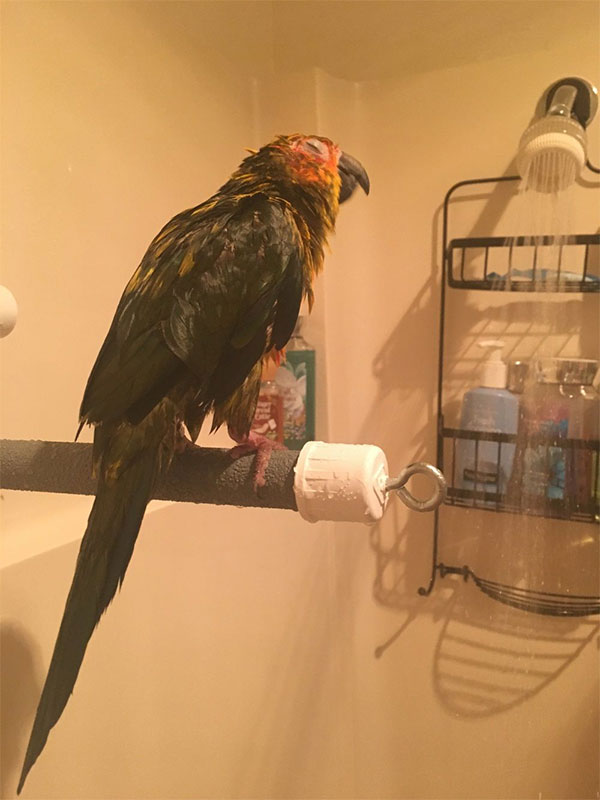Bird Showers