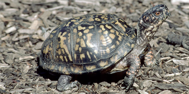 Box Turtles