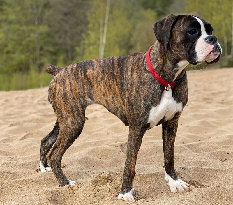 Boxer