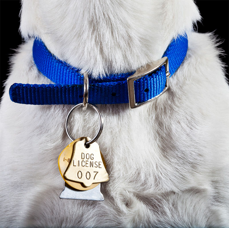 Buckle Collars