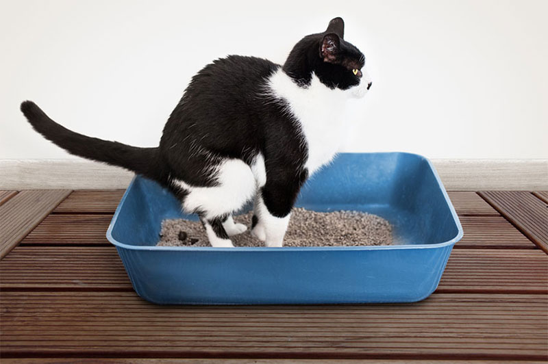 Cats Don t Always Cover Their Poop