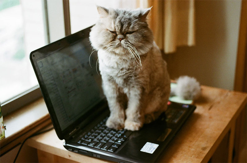 Cats Have Been Sitting On Things For Centuries