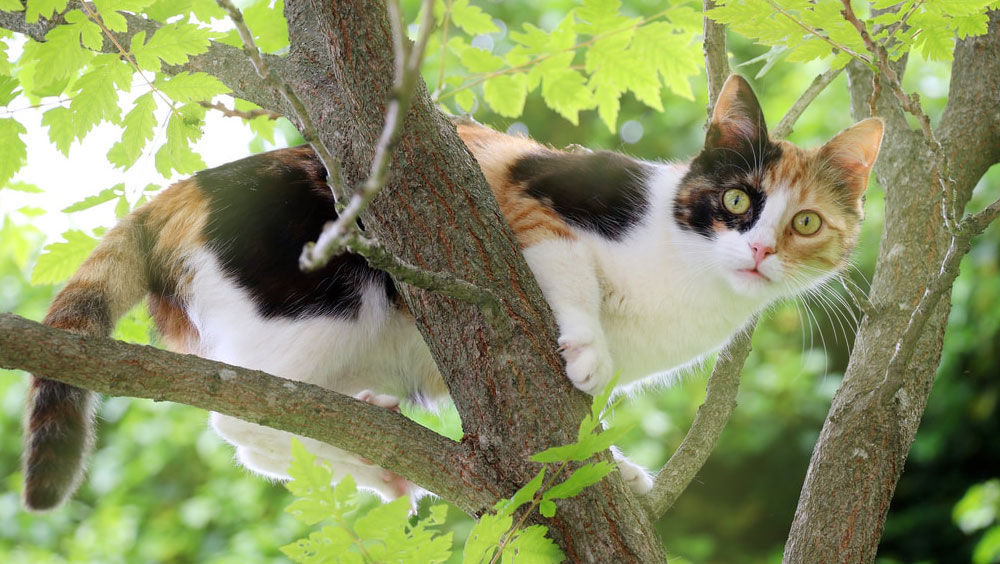 Cats Love High Places. This Is Why.