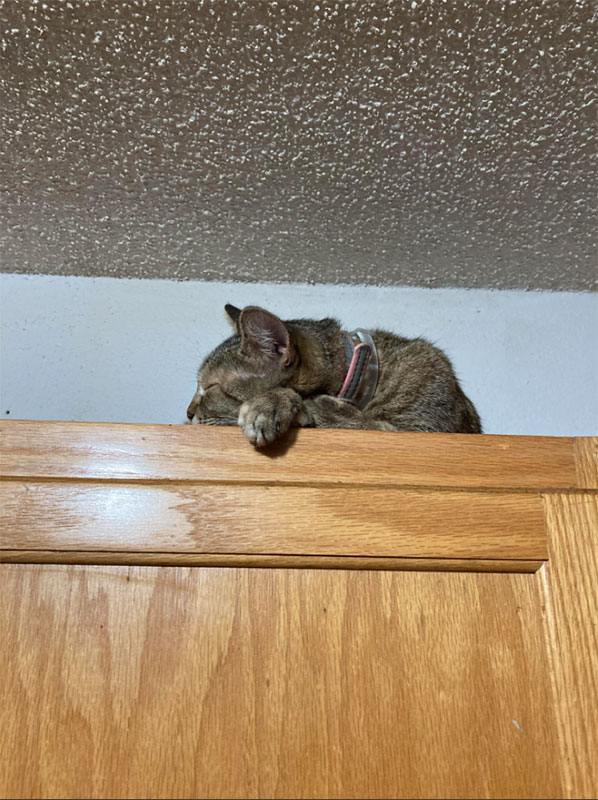 Cats Love To Observe Everything