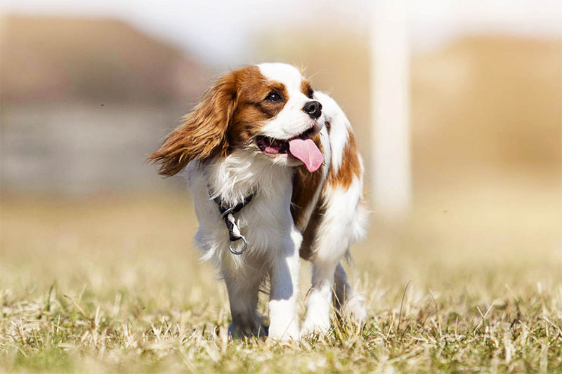 Cavalier King Charles Spaniel