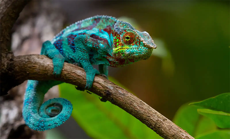 Chameleons