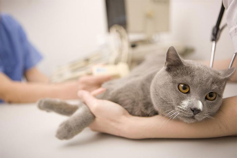 Consult Your Vet