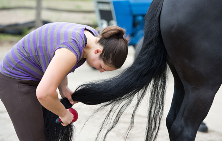 Don t Stand Right Behind The Horse