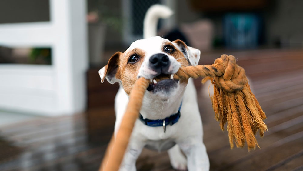 Easy Ways to Train a Puppy Not to Bite