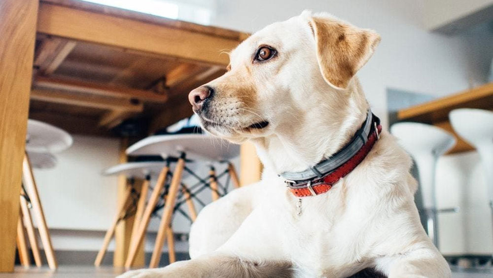 Eight Different Types of Dog Collars