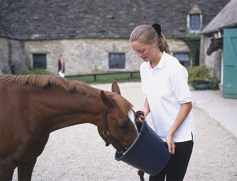 Feed Your Horse with A Bucket