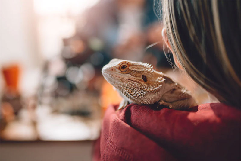 Get a Pet Sitter near You