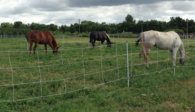 Go Carefully When Changing Your Horse To A New Pasture