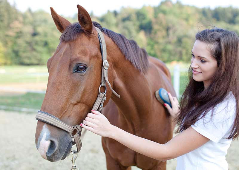 Groom Your Horse to Connect With Them