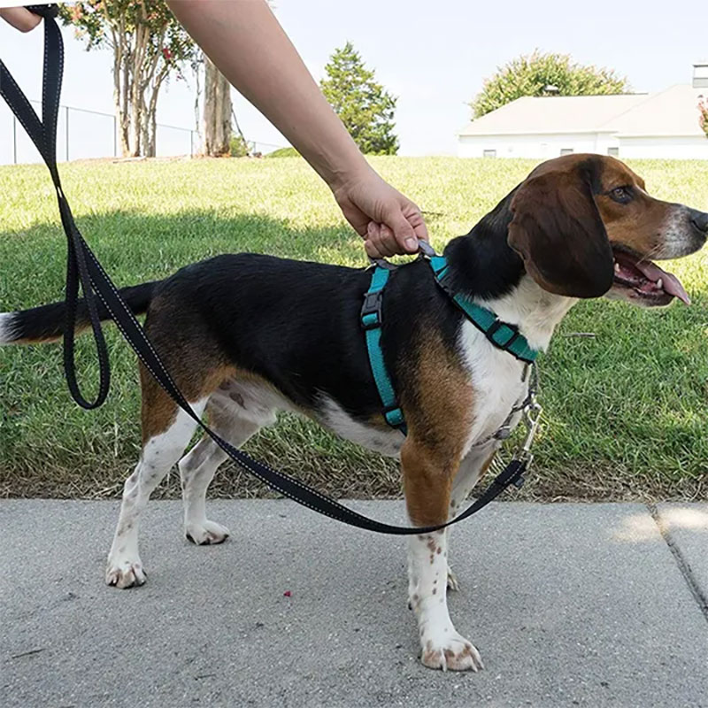 Harnesses