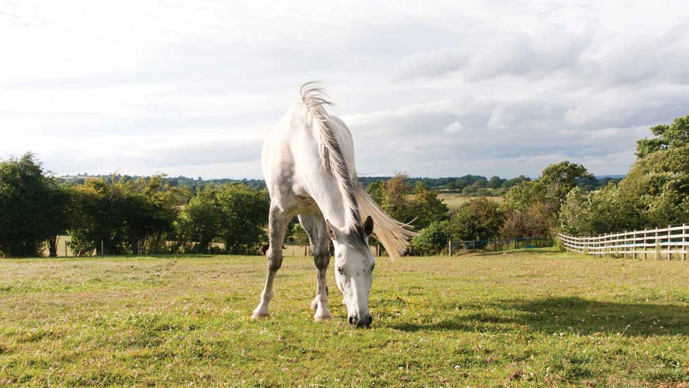 How To Introduce Your Horse To A New Pasture