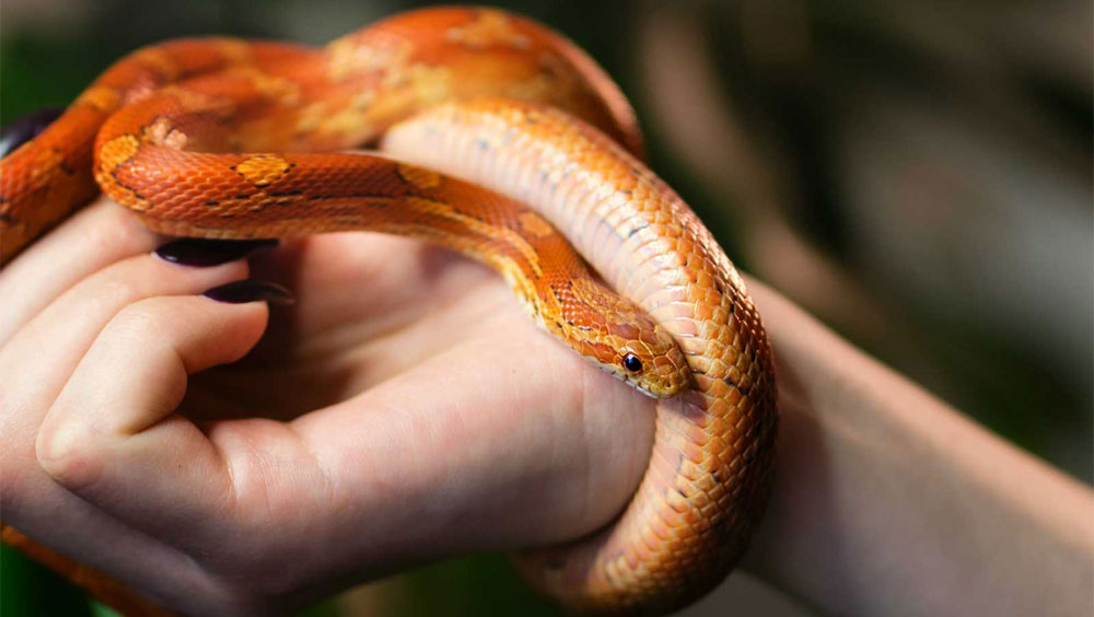 How to Care For Your Reptile While On Vacation