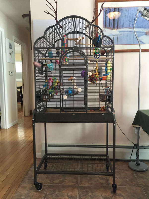 Keep Bird Away from Chilly Areas of The House