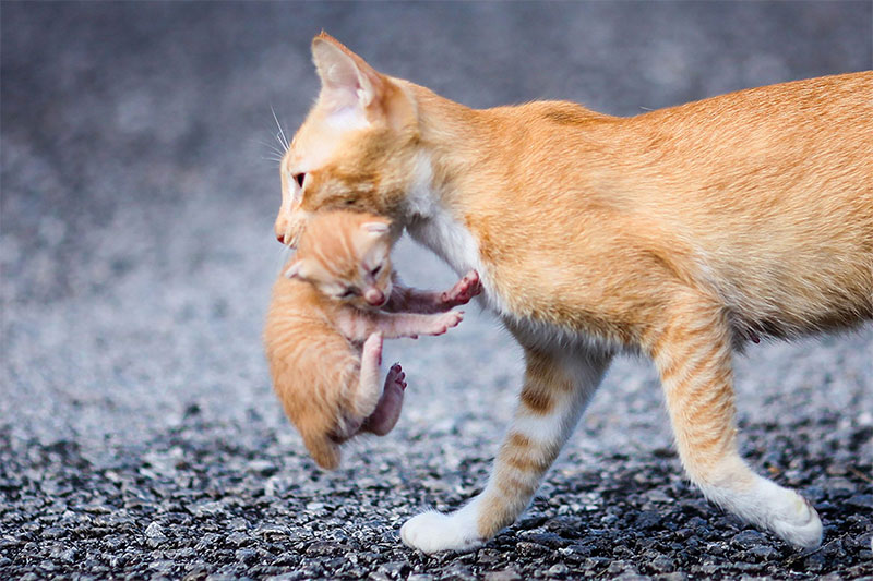 Kittens Go Limp When Grabbed By The Neck