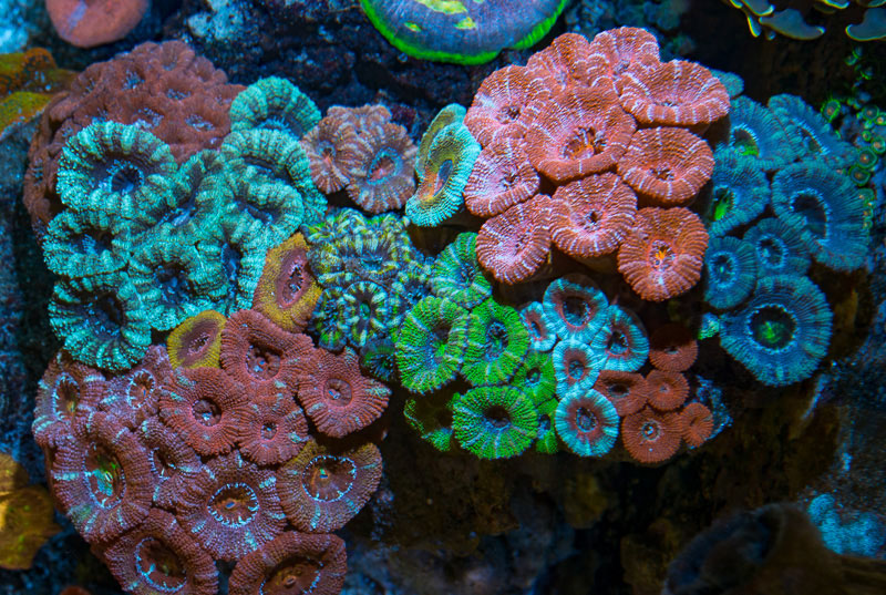LPS Corals