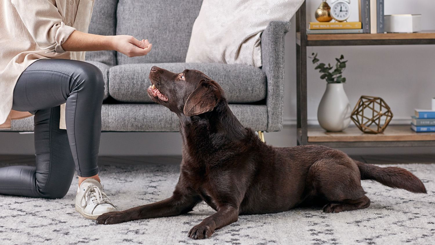 Labrador Retriever