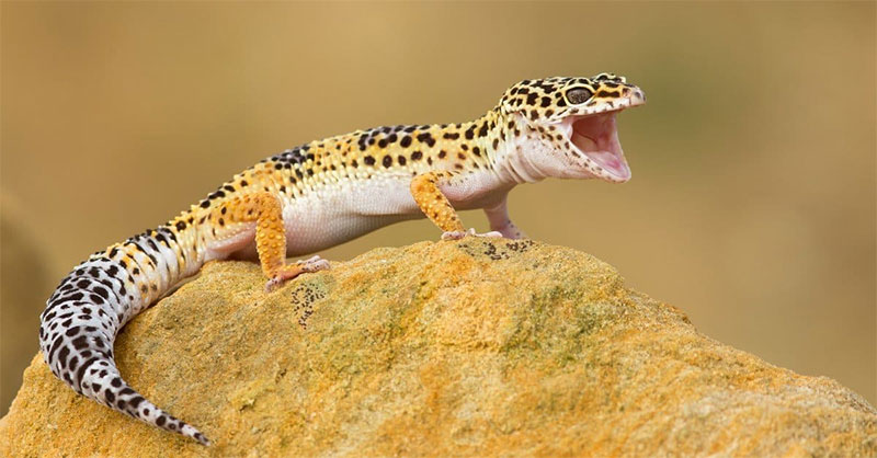 Leopard Geckos