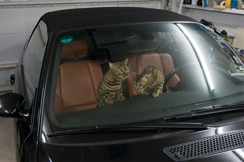 Let Your Cat Explore The Vehicle