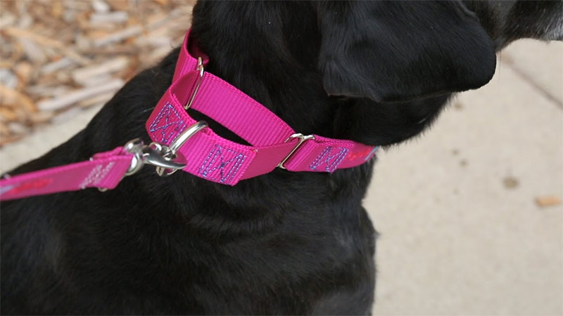 Martingale Collars