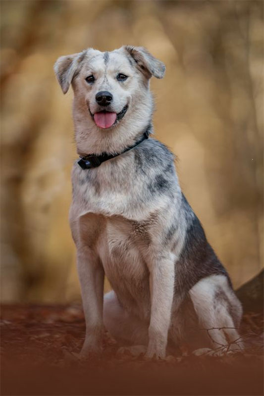 Mixed Breed Dogs