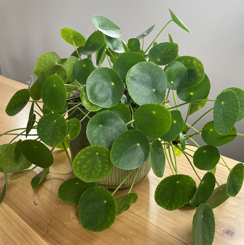 Money Plants
