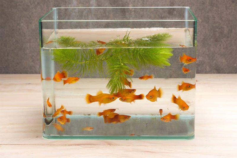 Not Using The Right Size Tank