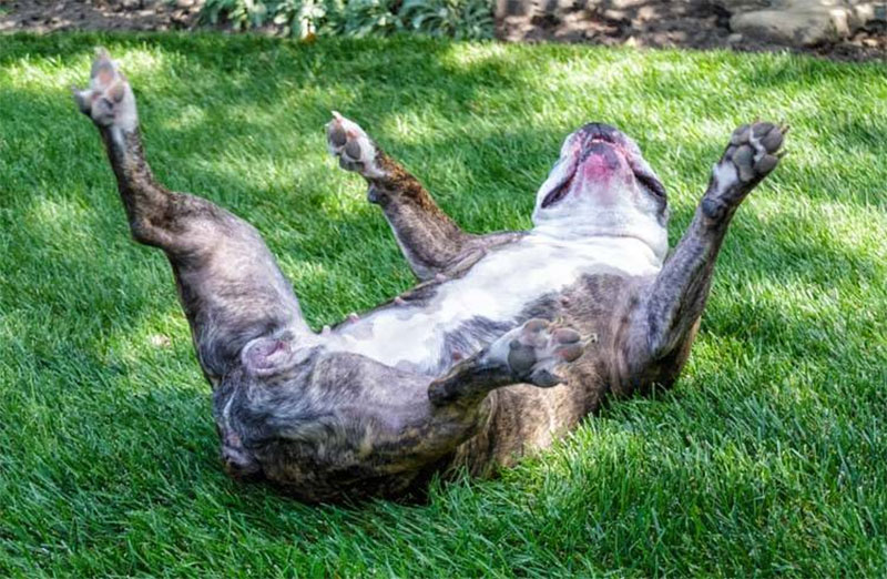 Play dead