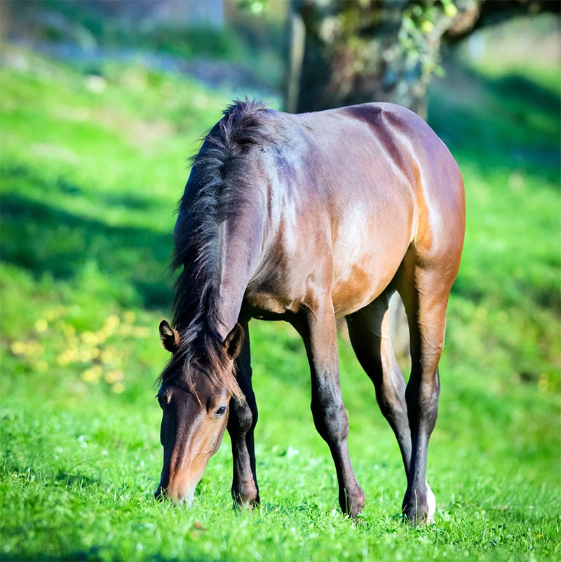 Ponies Can Get Very Fat  Very Quickly