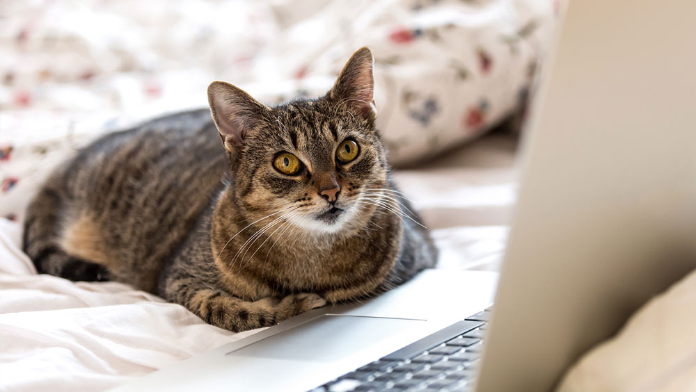 Reasons Why Cats Act In Ways We Can't Explain