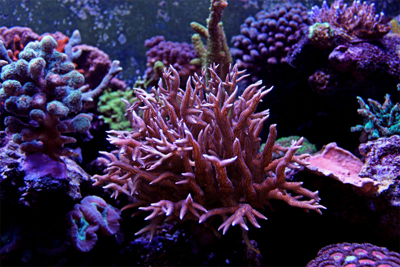 SPS Corals