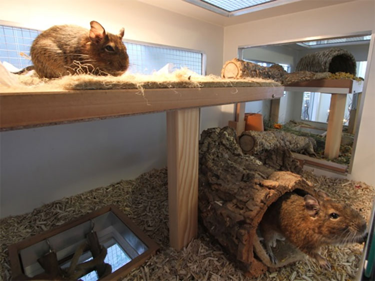 Safe woods for Degus