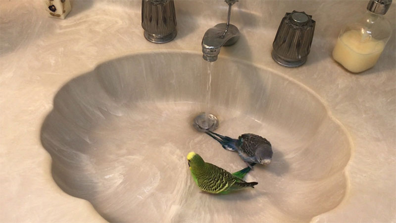 Sink Dipping