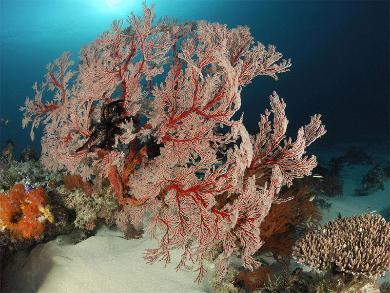 Soft Corals