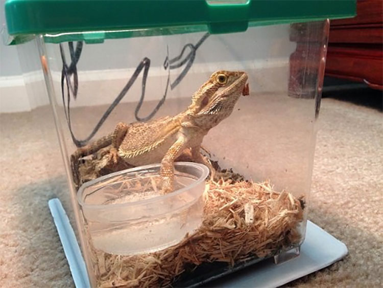 Taking Your Reptile with You