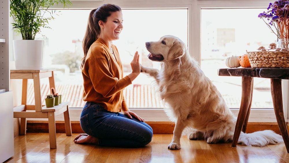 Teach Your Dog Advanced Tricks
