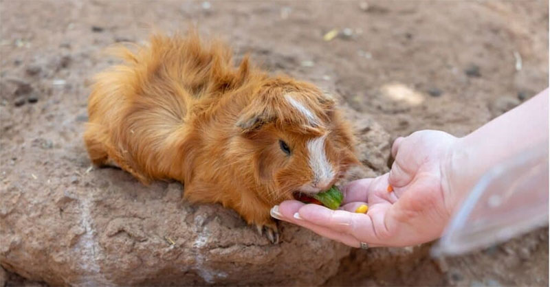 They feed from your hand