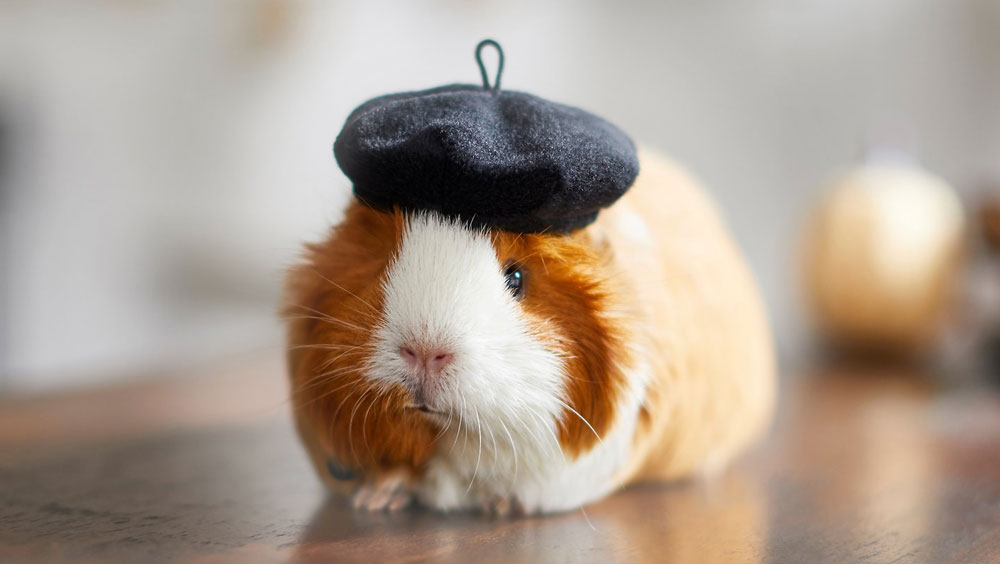 Top 5 Ways That Guinea Pigs Show Affection