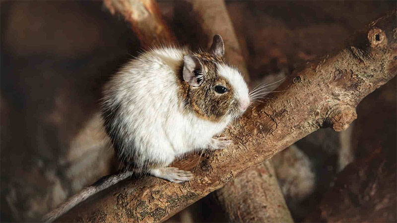 Toxic Woods for Degus