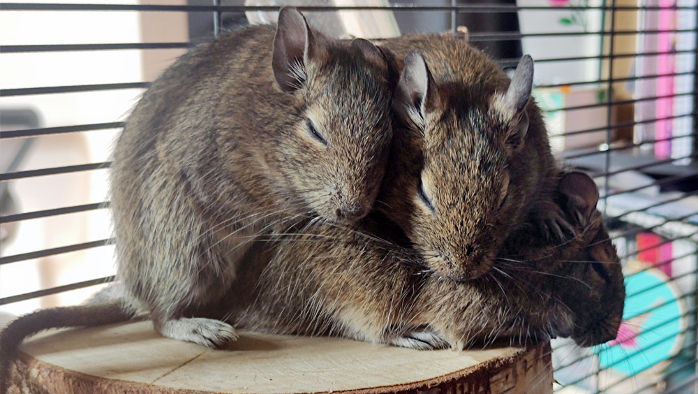 Types of Woods That Are Safe and Toxic For Degus
