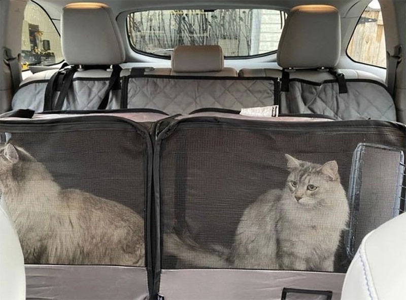 Use Your Cat s Carrier