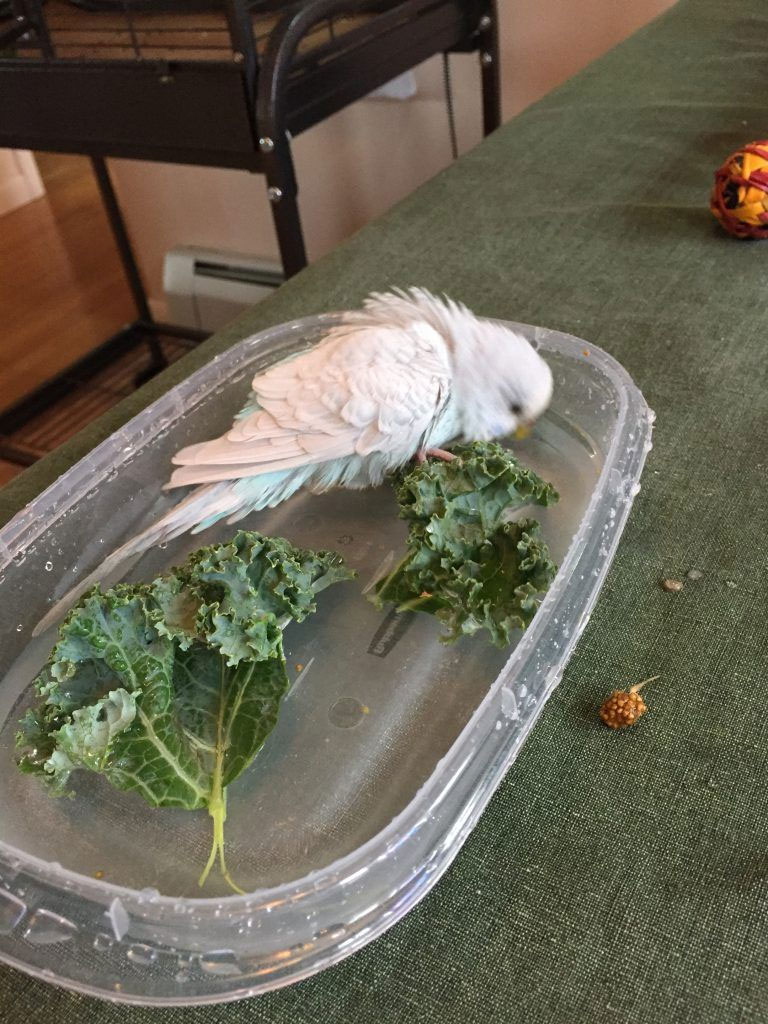 Wet Lettuce