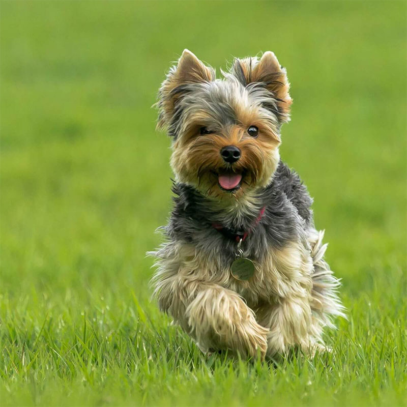 Yorkshire Terrier