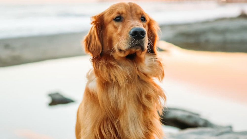 Your First Dog: 10 Great Breeds That Will Make Ownership Easy