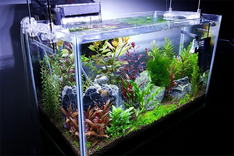10 gallon tank 1